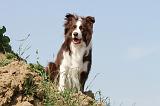 BORDER COLLIE 551
